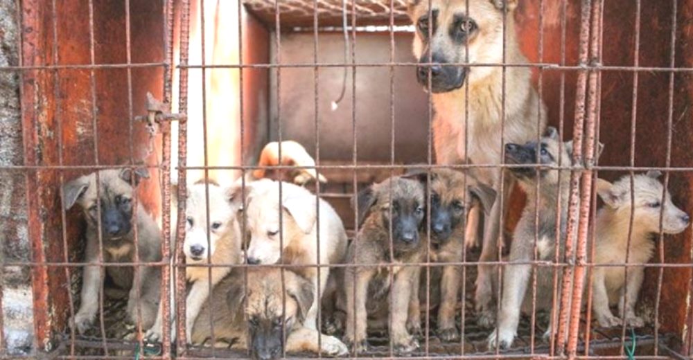 Aumenta el consumo de carne de perros y gatos por la creencia de que su carne cura enfermedades