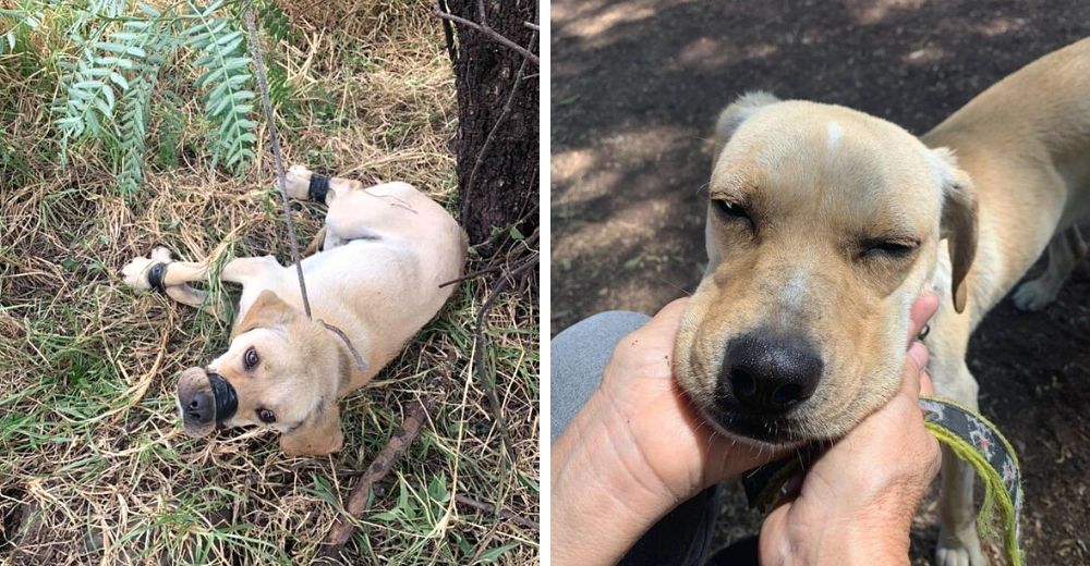 Amarrado de hocico y patas en un lugar remoto para que muriera, pero alguien llegó a tiempo