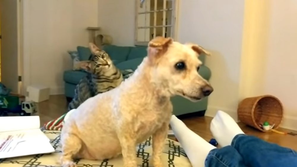 Gato queda en shock cuando su amigo perro vuelve a casa con un nuevo corte de pelo