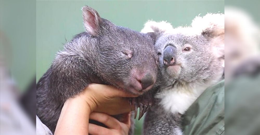 Elsa y Hope, un koala y un wombat que se volvieron inseparables durante la cuarentena mundial