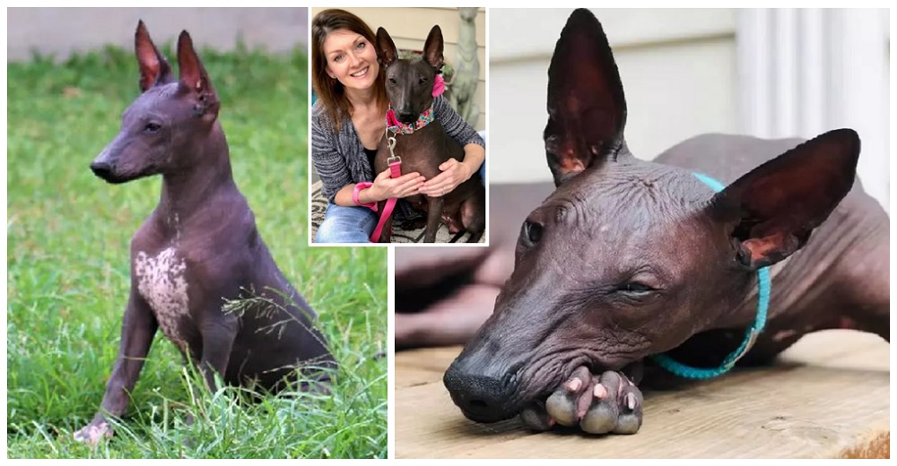 Gasta miles de dólares para traer a su casa una «estatua egipcia» de una rara perrita sin pelo