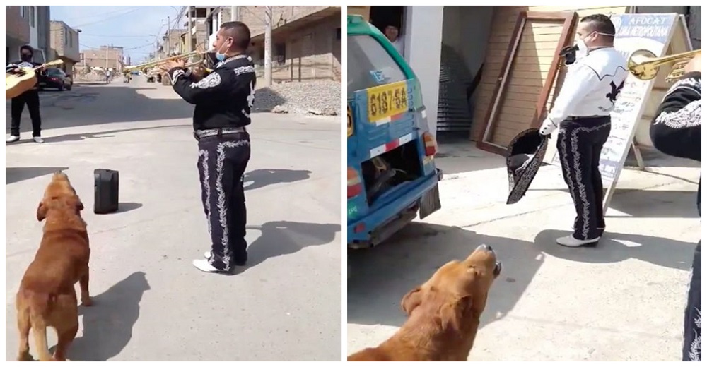 Graban al perro que alegró a su dueño con la mejor sorpresa de cumpleaños junto a los mariachis