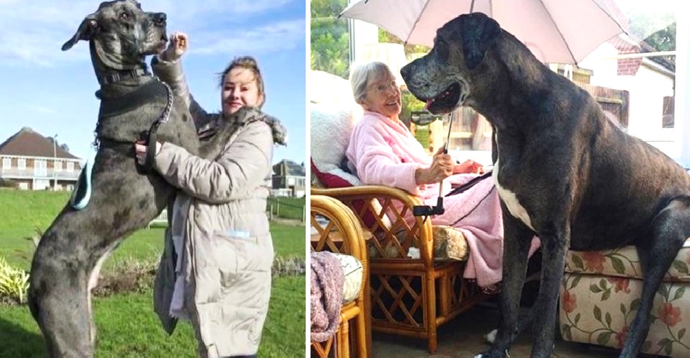 Las fotos de este «Gran» Danés revelan lo que es vivir junto al perro más alto del mundo