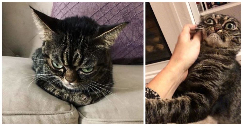 Las fotos de la gatita con su ceño súper fruncido demuestran que es la reina del mal humor