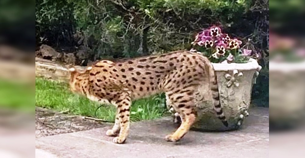 Entran en pánico tras avistar a un gran felino salvaje en el patio del vecino y acude la Policía