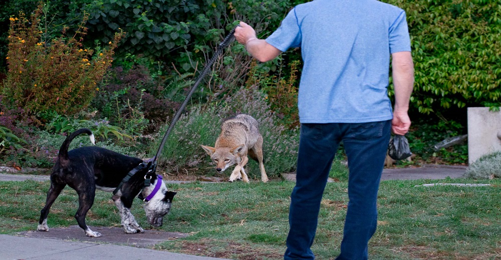 Descubre a tiempo los horrorosos planes de un vecino para acabar con todos los perros del barrio