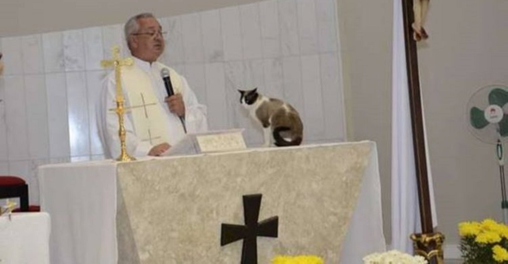 Gatito callejero aparece de la nada sobre el altar en plena misa y el sacerdote reacciona