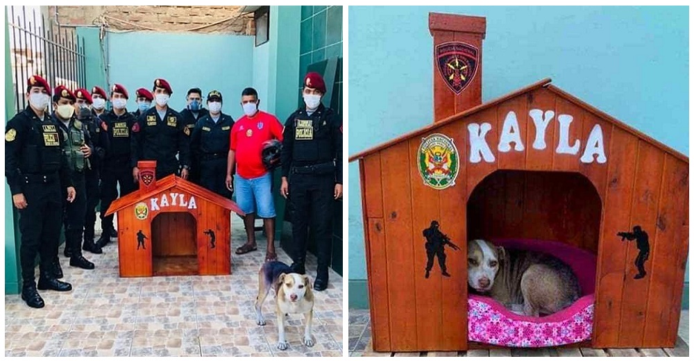 La perrita que pidió ayuda a la policía encontró un empleo y un nuevo hogar