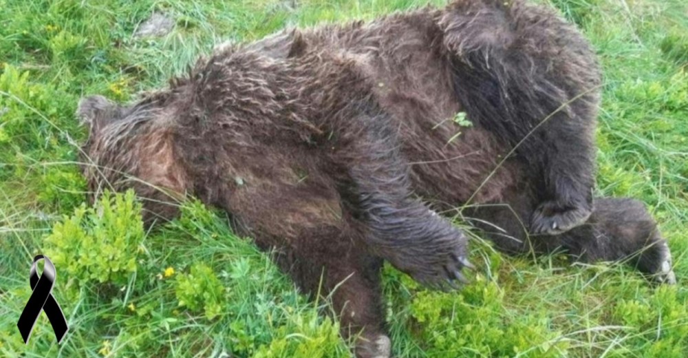 ALERTA MÁXIMA: Hallan el cuerpo de un oso y ofrecen 10.000 euros para dar con el asesino