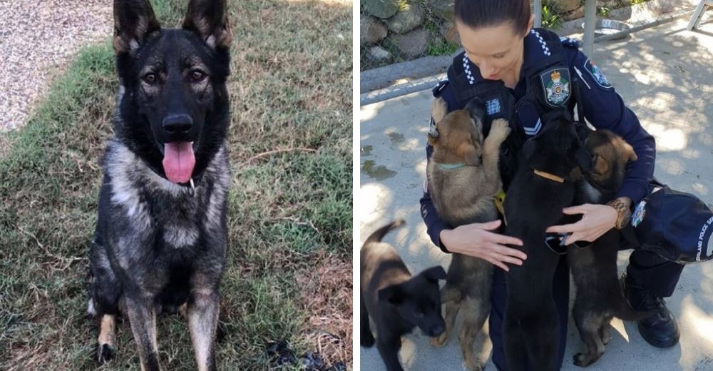 Perrito expulsado de la policía por ser «demasiado blando» consigue el trabajo perfecto