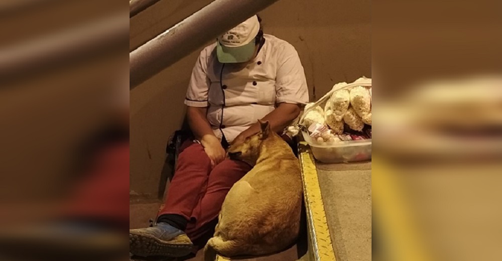 Captan a un perrito acurrucándose en las piernas de una vendedora ambulante en la fría noche