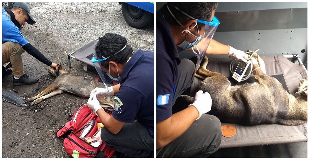 Todos los vecinos se unen para salvar a una perrita atropellada que agonizaba en plena calle