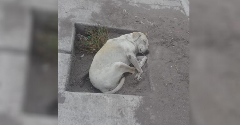 Piden ayuda para el perrito que quedó desamparado hace 2 meses por la pandemia