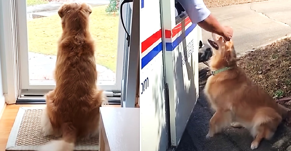 Captan la reacción de una traviesa perrita cuando un repartidor se acercó a su casa