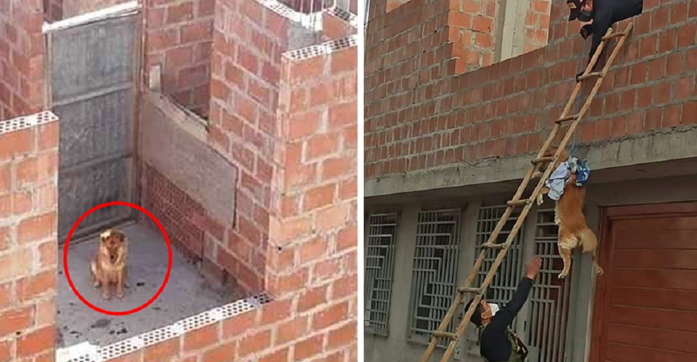 Los policías hacen de todo para rescatar a un perrito encerrado durante días sin comida ni agua