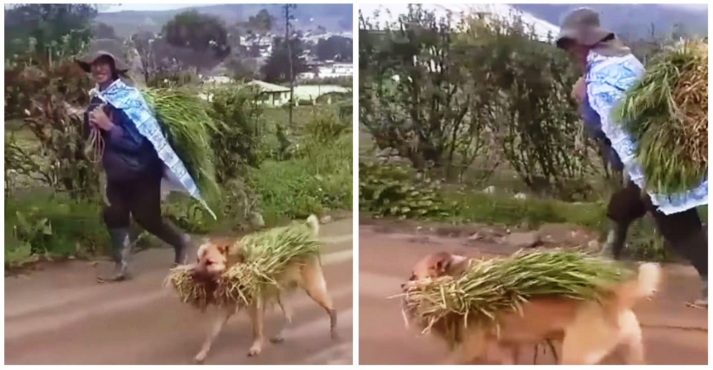 Graban a un perrito del campo ayudando a su fiel amigo a llevar la cosecha