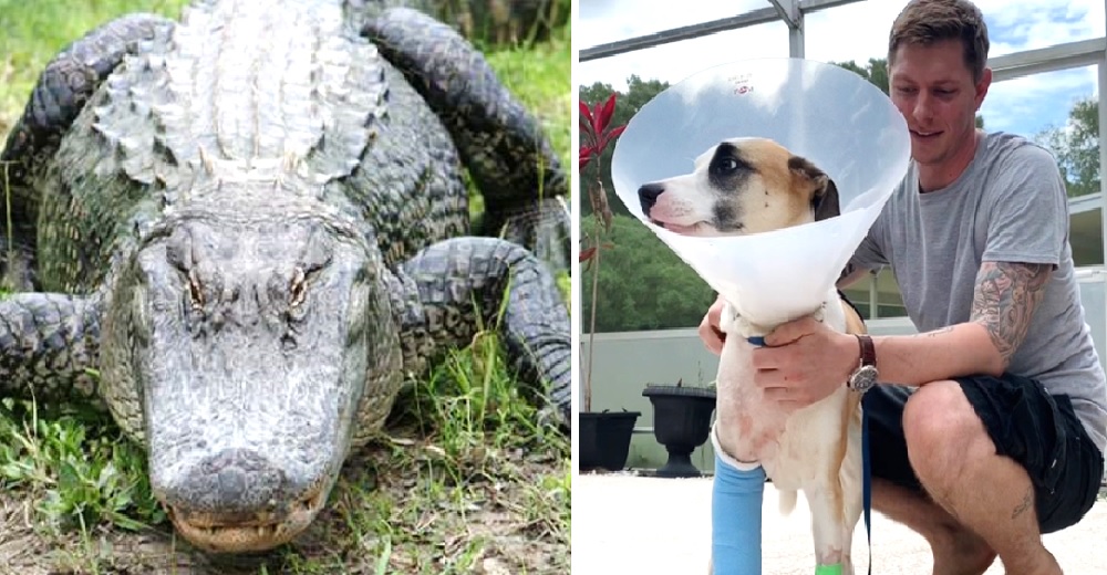 Sin pensarlo dos veces lucha contra un cocodrilo de 3 metros para salvar la vida de su perrito