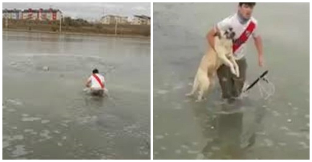 Desafió las gélidas temperaturas de una laguna, no pudo con la mirada suplicante de un perro