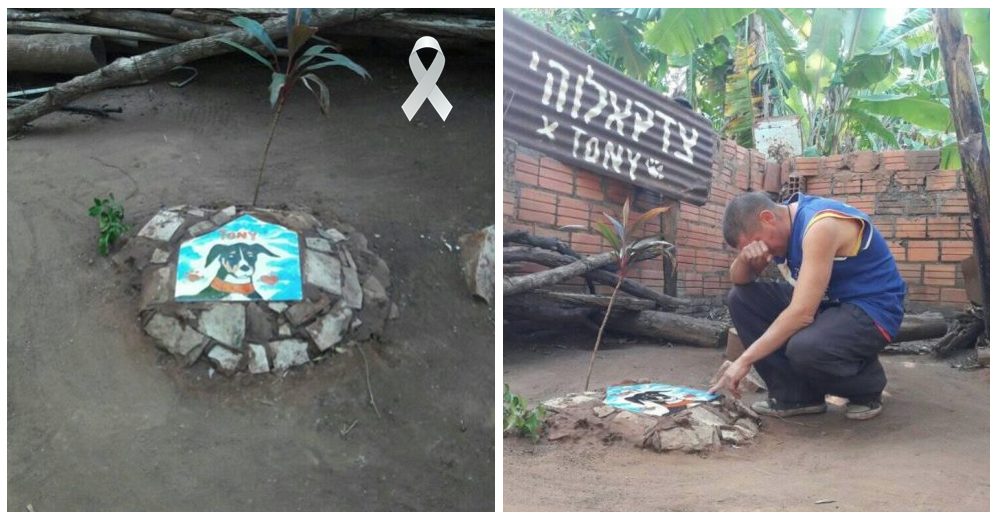 Hace un memorial a su perrito fallecido y pide ayuda para denunciar al vecino que acabó con él