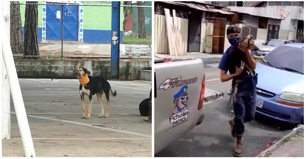 Captan a esta perrita callejera con un tubo de PVC en su cuello hasta que descubren la maldad