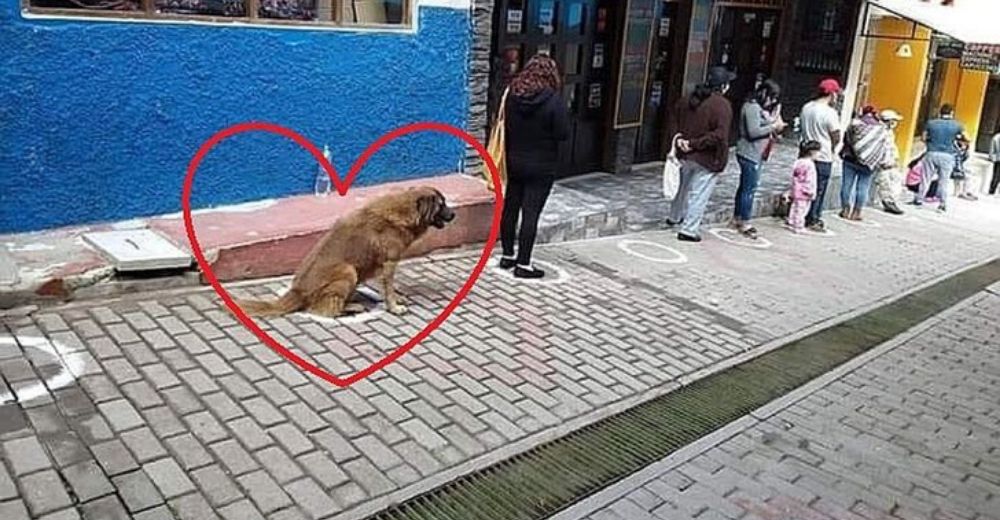 Captan a un disciplinado perrito acatando a rajatabla las normas de distanciamiento social