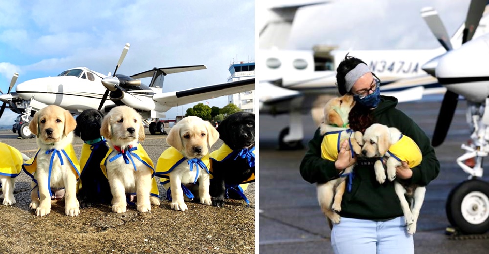 Cachorritos de asistencia vuelan por todo el país para reparar corazones durante la pandemia