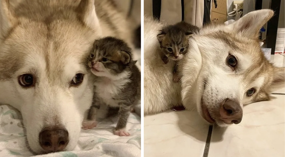 Los 4 gatos huérfanos que rescataron se aferran a su perrita pensando que se trata de su madre