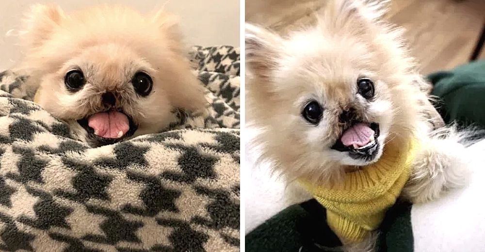 El amor salvó la vida de esta perrita que perdió su nariz y logró sobrevivir al peor pronóstico