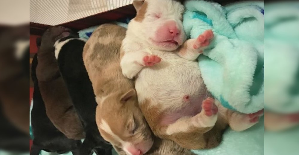 Un policía se expone al frío para salvar a 7 cachorritos abandonados en un basurero