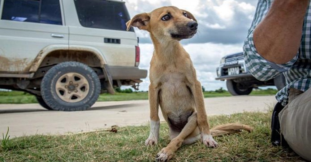 Nada pudo impedir que esta perrita paralizada se arrastrara varios kilómetros buscando ayuda