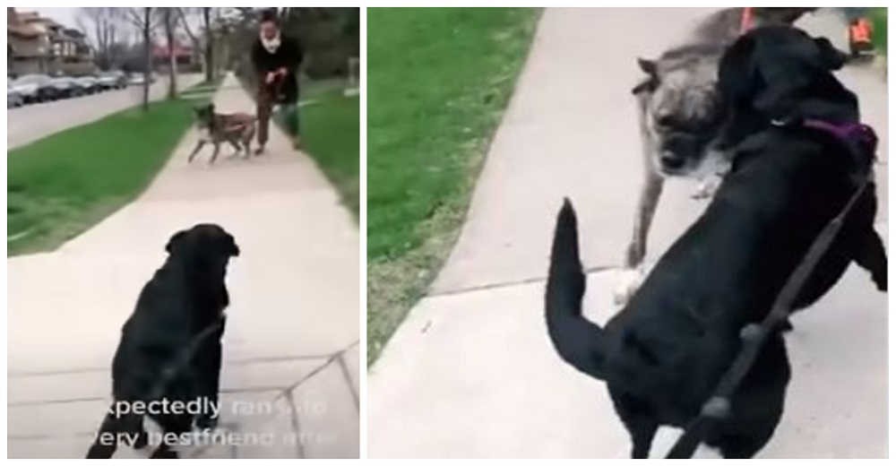 La reacción de dos mejores amigos caninos al reencontrarse al fin después de la cuarentena