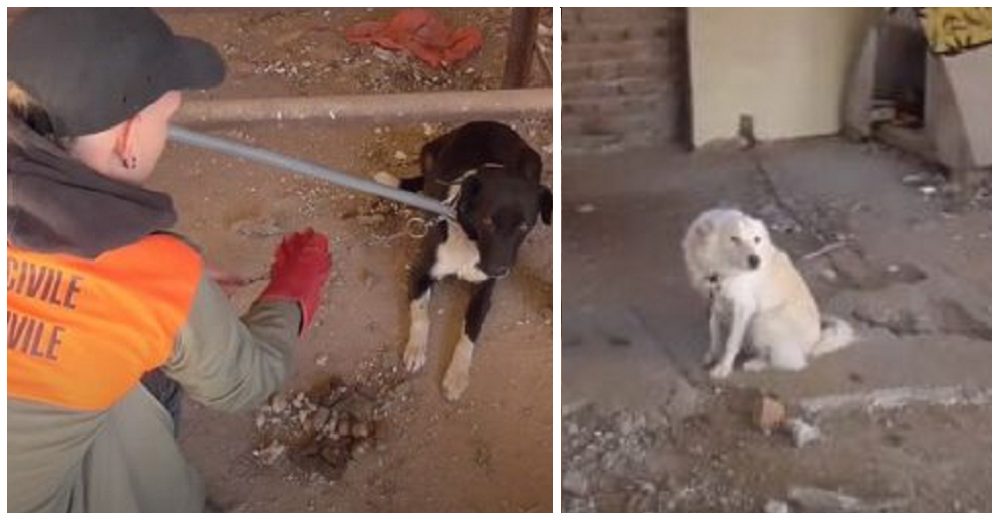 Rescata a los perros que abandonaron en una construcción amarrados con cadenas