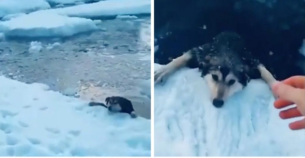 Tras un descuido su perro cae a un lago congelado y se aferra al hielo usando sus patas