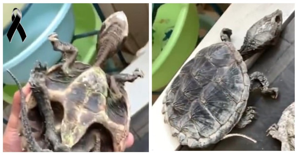 Mueren 2 tortugas tras ser abandonadas en una habitación durante 5 meses en el confinamiento