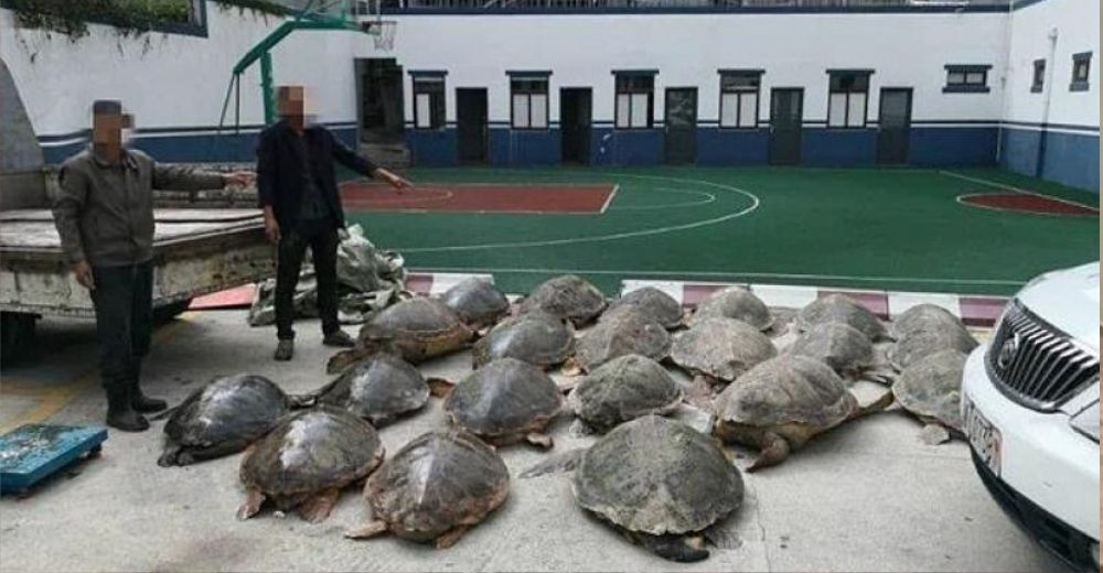 Hallan un autobús con cientos de tortugas congeladas en su interior