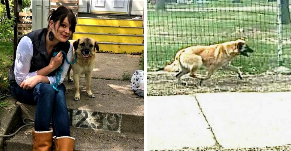 Perrita camina más de 3 meses tras huir de su familia adoptiva para volver con su cuidadora