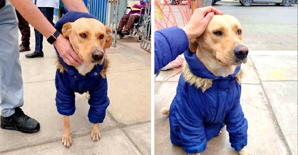 Revelan la inesperada y bonita historia del perrito que esperó 3 días frente al hospital