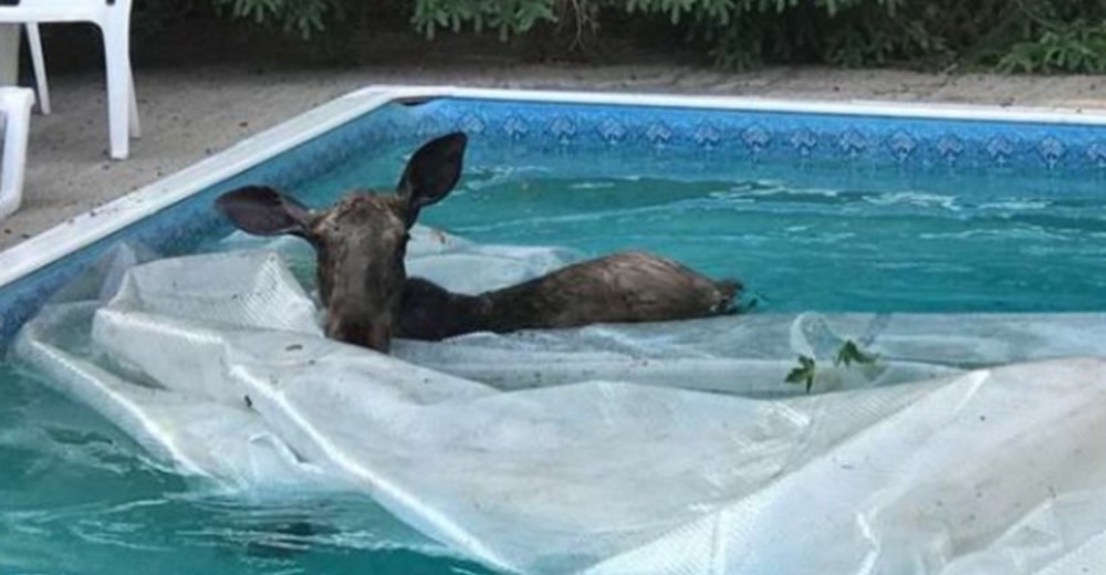 Descubre a un visitante inesperado en su piscina y se da cuenta que necesita ayuda urgente