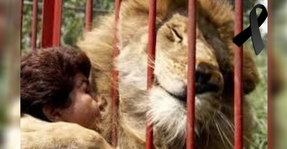 La cuidadora de Júpiter, fallecido en un zoo, llora indignada tras recibir en bolsas sus cenizas