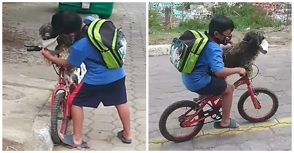 Niño sube a su perrito a su bici y se toma el tiempo para ponerle una mascarilla antes de salir