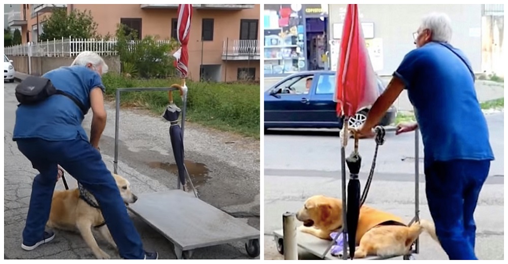 Graban el ritual de este hombre mayor paseando a su perro anciano en el carrito que le construyó