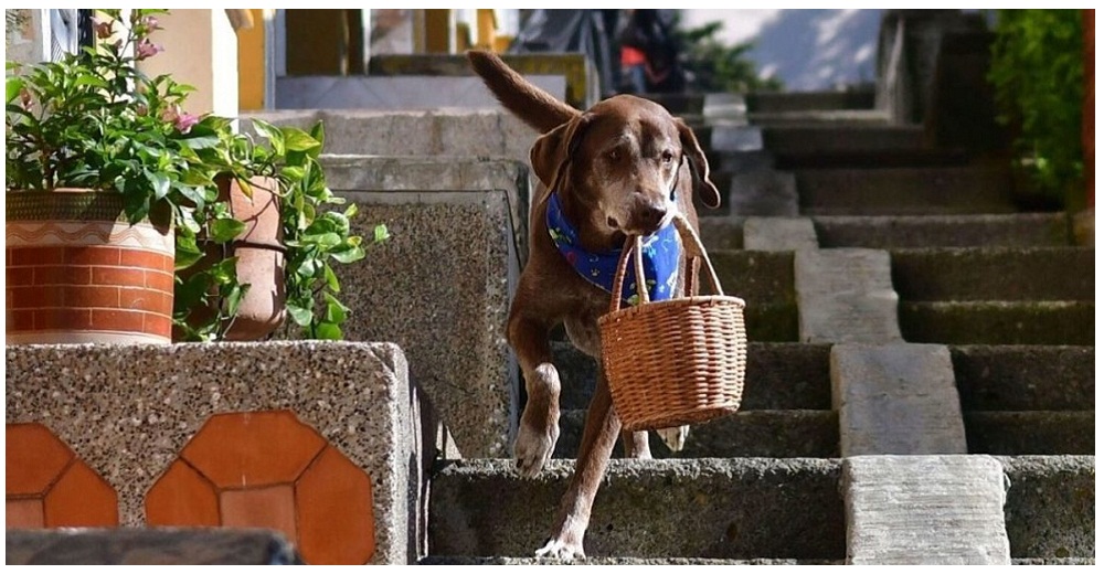 Asaltan al noble perro repartidor que ayuda a su comunidad durante el confinamiento