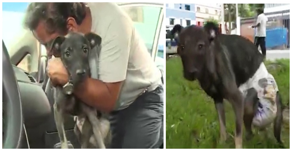 Taxista rescata a un perrito atropellado que quedó paraplégico y lo convierte en su copiloto