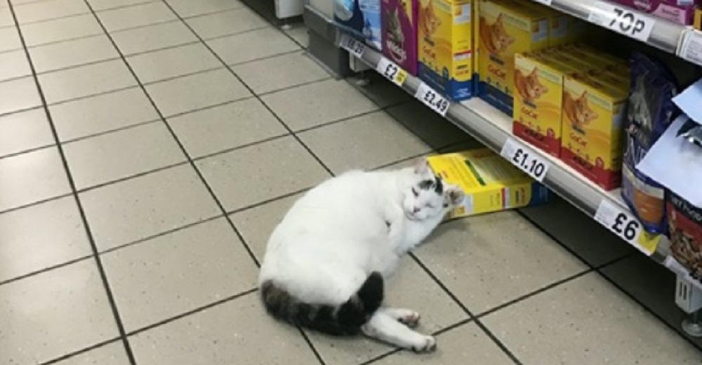 Gatito entró a robar comida en un supermercado pero lo hallaron dormido en la escena del crimen