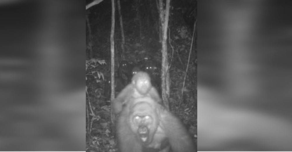 Captan en la jungla al gorila más raro del mundo con una cría en su espalda