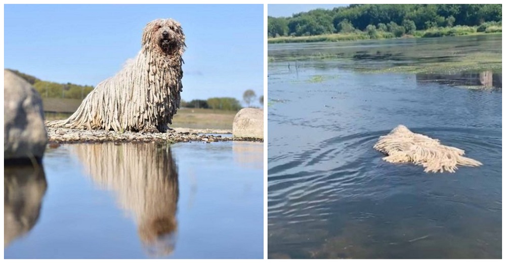 Perrita quería divertirse en el lago y todos piensan que es un trapeador que flota