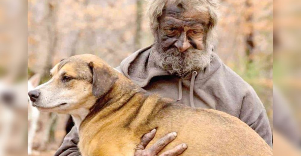 Rescatan a 31 perros que vivieron durante años a cargo de un solidario hombre sin hogar