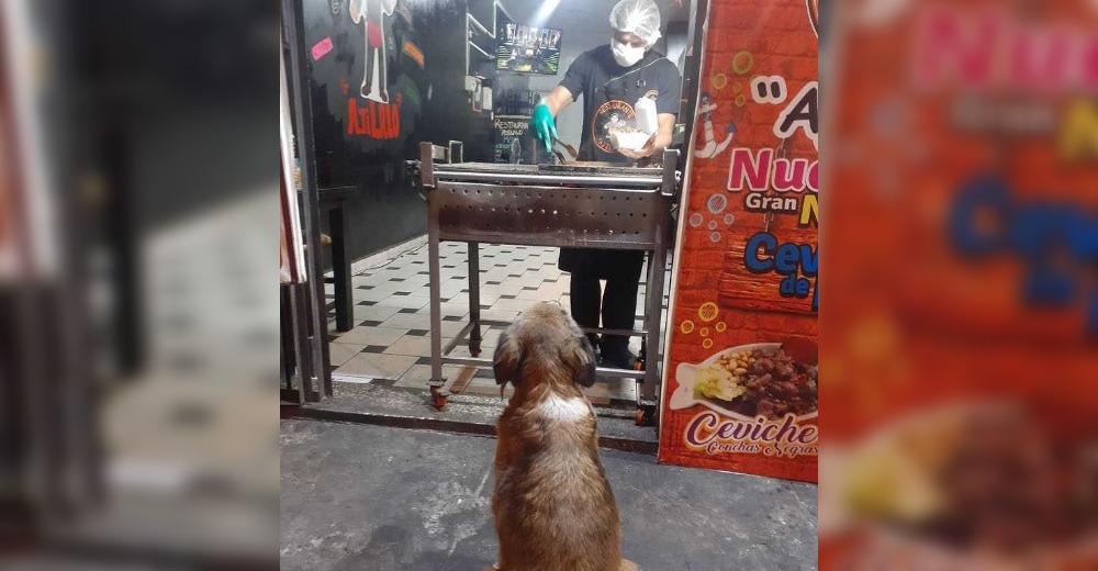 Perrita callejera mantiene la distancia y espera pacientemente su comida en un restaurante