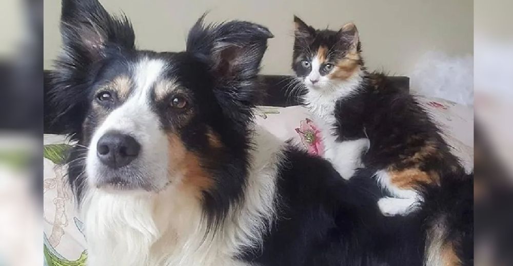 Tras una tragedia una perrita adopta a una gata para ofrecerle su compañía durante toda su vida