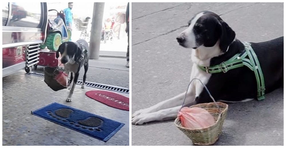 Graban a un perrito con una cesta en su hocico cumpliendo devotamente su misión y se hace viral